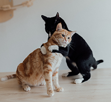 Image: cats hugging