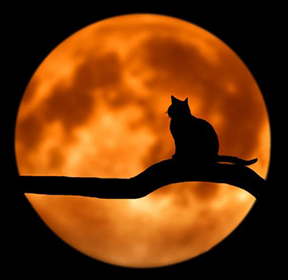 Image: full moon with cat silhouette