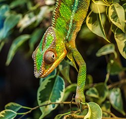 Image: gecko