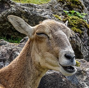 Image: laughing goat