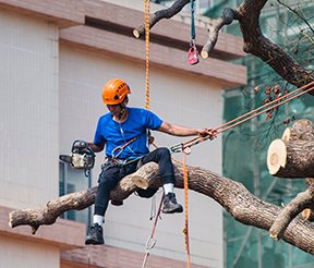 Image: maintenance worker pruning tree